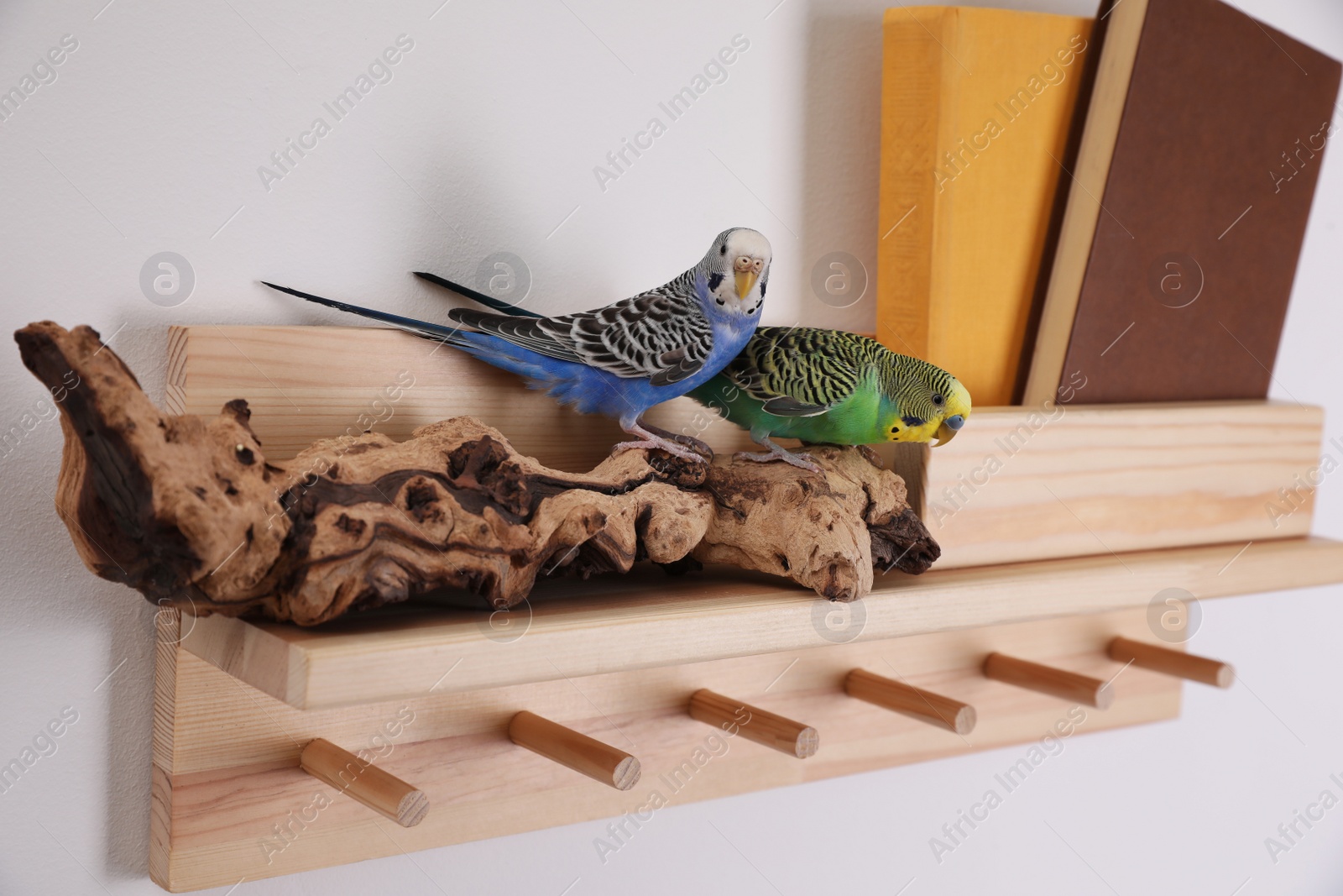 Photo of Beautiful bright parrots on shelf indoors. Cute pets