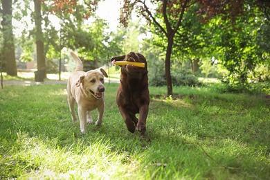 Funny Labrador Retriever dogs playing in summer park