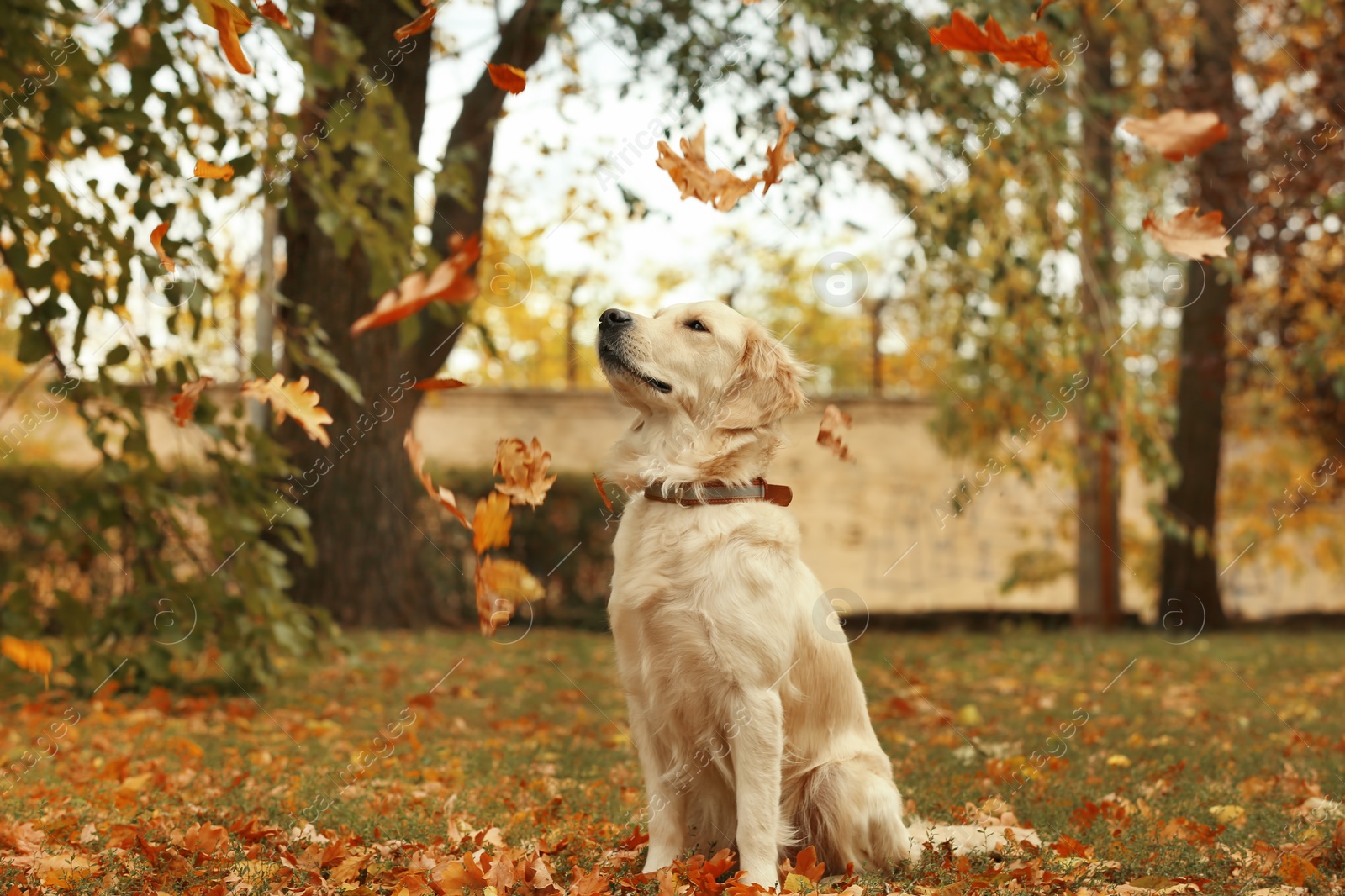 Photo of Funny Labrador Retriever and autumn leaves in beautiful park