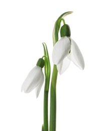 Beautiful snowdrops on white background. Spring flowers