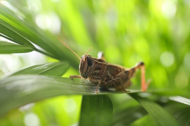 Photo of Common grasshopper on green leaf outdoors. Wild insect