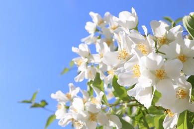 Photo of Closeup view of beautiful blooming white jasmine shrub against blue sky