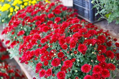 Assortment of beautiful blooming chrysanthemum flowers on shelves, closeup