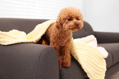 Photo of Cute Maltipoo dog covered with plaid on sofa indoors. Lovely pet