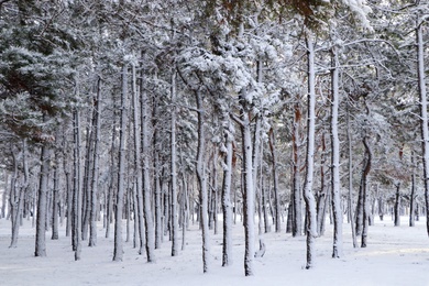 Photo of Picturesque view of beautiful forest covered with snow