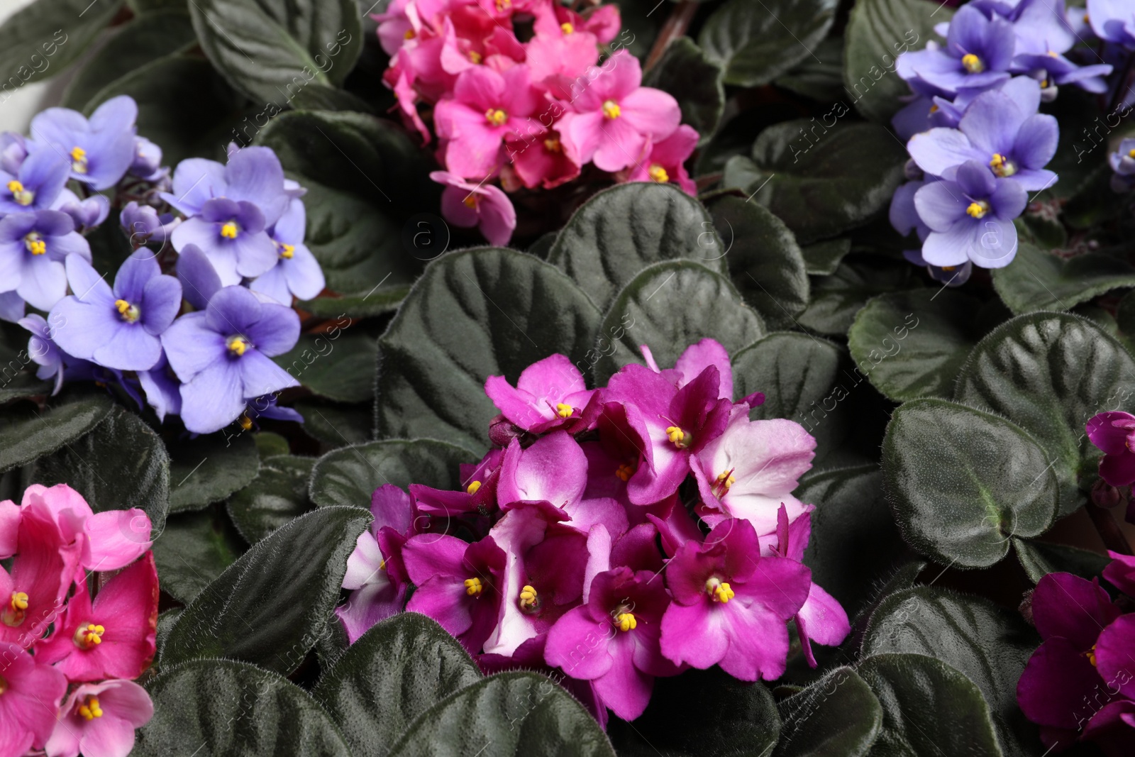 Photo of Beautiful blooming violets as background. Plants for house decor