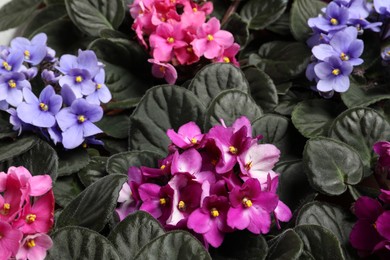 Beautiful blooming violets as background. Plants for house decor