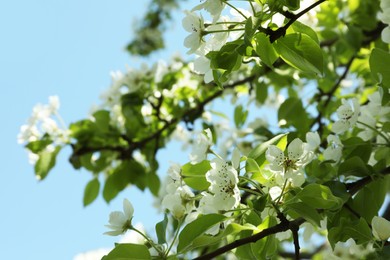 Photo of Beautiful blossoming pear tree outdoors on sunny day, closeup. Space for text