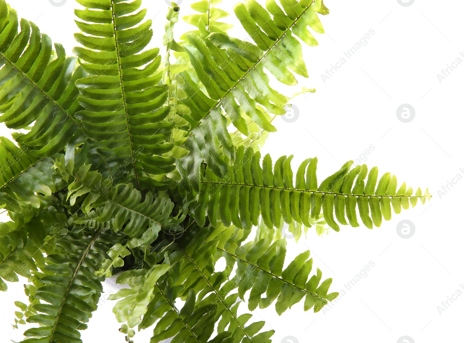 Photo of Beautiful fern with lush leaves isolated on white, top view