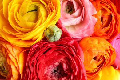 Beautiful fresh ranunculus flowers as background, top view. Floral decor