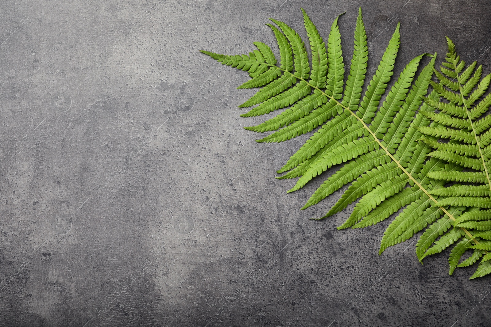 Photo of Beautiful tropical fern leaves on grey stone background, flat lay. Space for text