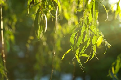 Beautiful willow tree with green leaves outdoors on sunny day, closeup. Space for text