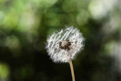 Photo of Beautiful dandelion flower on blurred green background