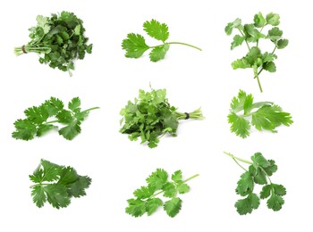 Image of Collage with many fresh cilantro leaves on white background