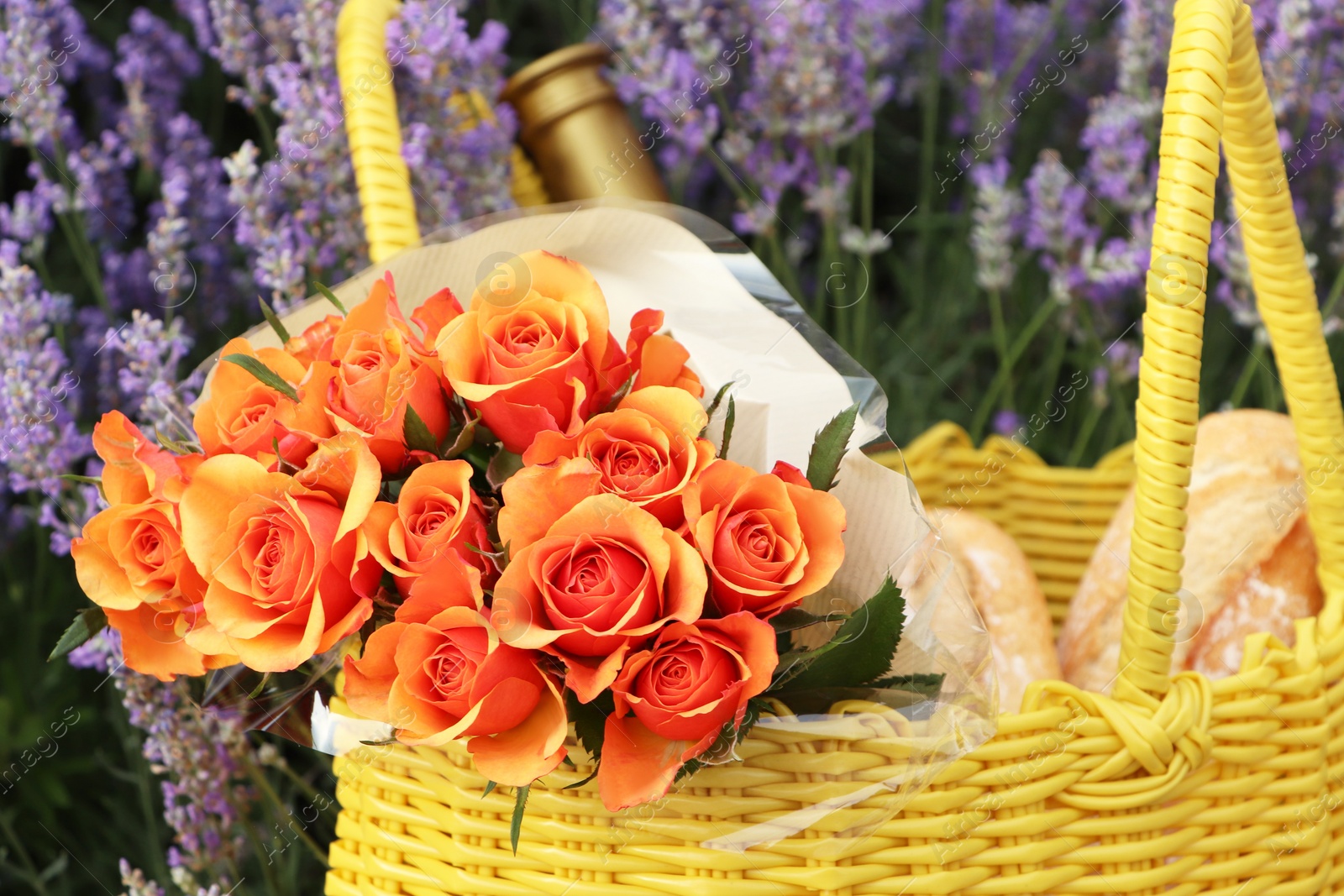 Photo of Yellow wicker bag with beautiful roses, bottle of wine and baguettes in lavender field, closeup