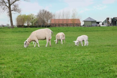 Photo of Cute funny sheep grazing on green field