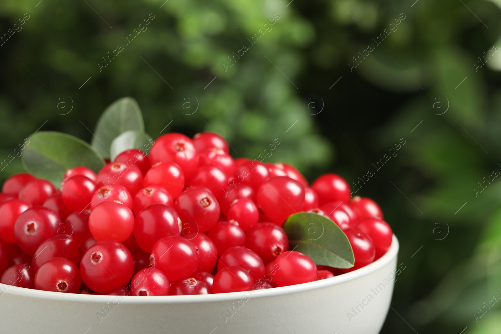 Photo of Ripe fresh cranberry in ceramic bowl, closeup