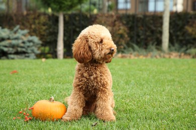 Cute fluffy dog, pumpkin and red berries on green grass in park