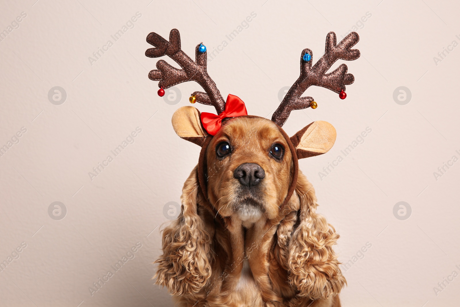 Photo of Adorable Cocker Spaniel dog in reindeer headband on light background