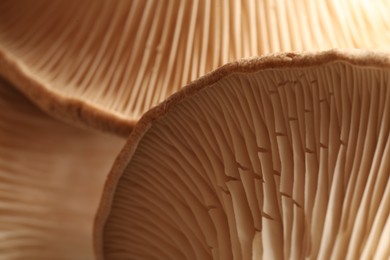 Fresh oyster mushrooms as background, macro view