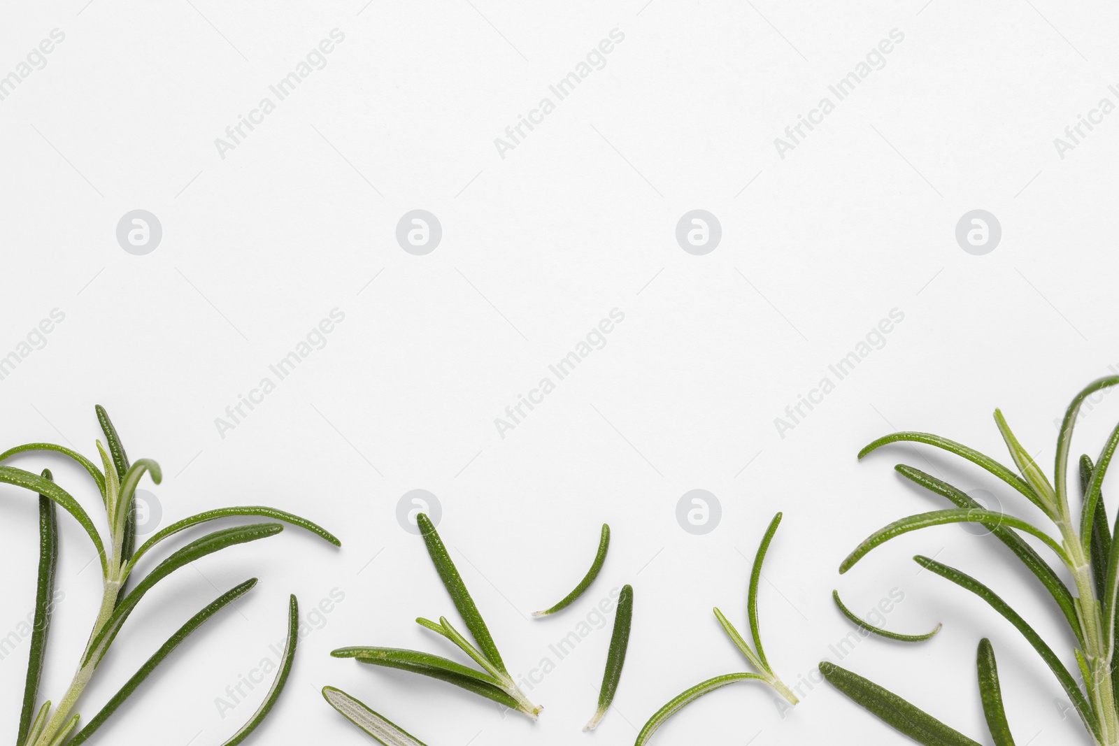 Photo of Sprigs of fresh rosemary on white background, flat lay. Space for text