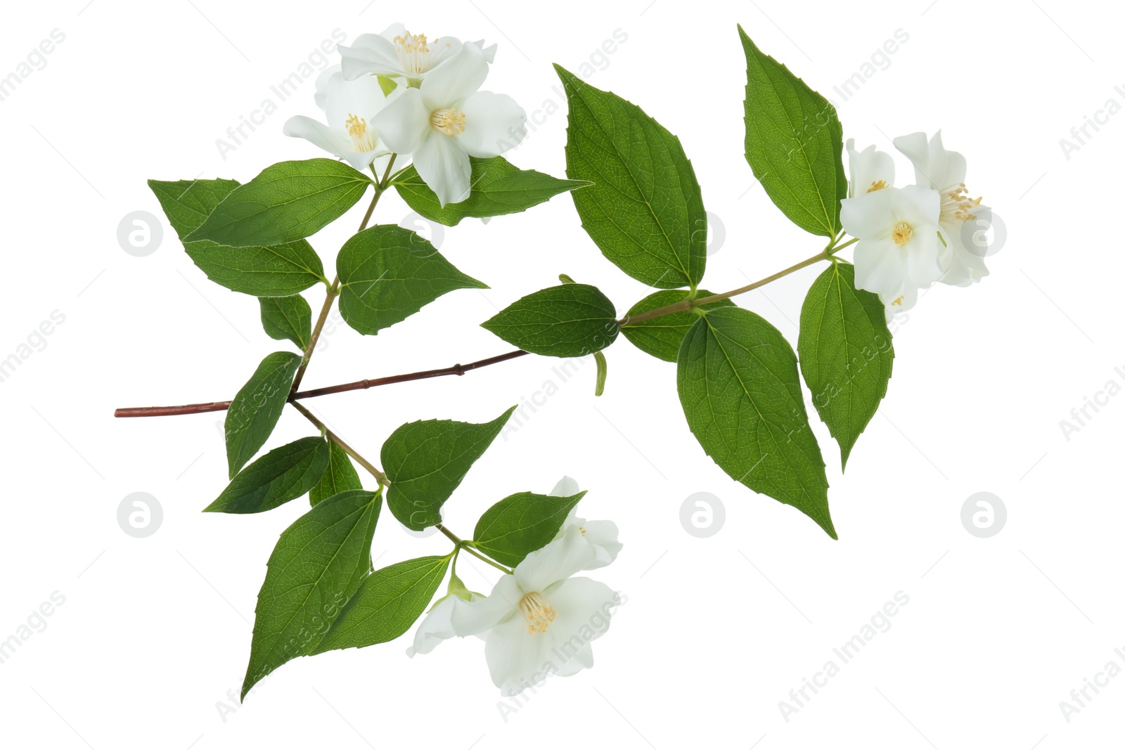 Photo of Branch of jasmine flowers and leaves isolated on white