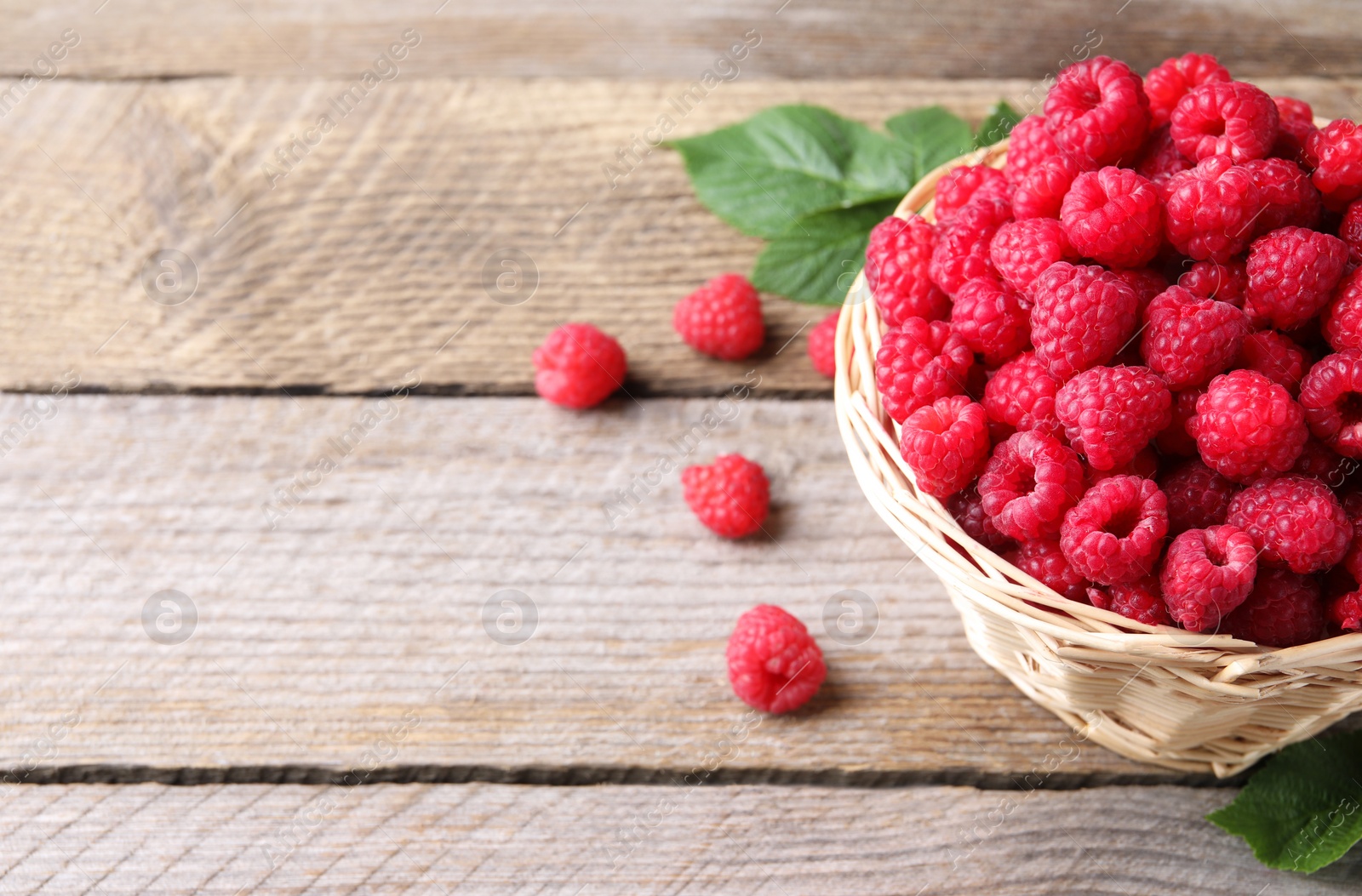 Photo of Wicker basket with tasty ripe raspberries and green leaves on wooden table, space for text