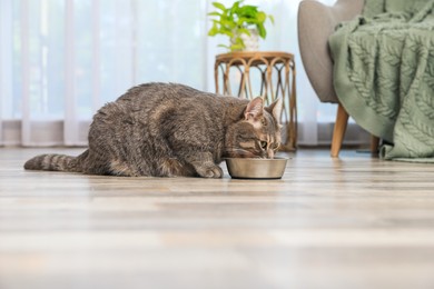 Photo of Grey tabby cat eating from bowl in living room at home. Cute pet