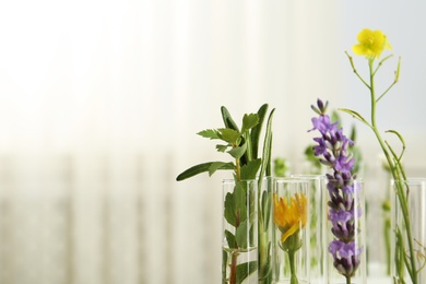 Test tubes with different plants on blurred background, closeup. Space for text