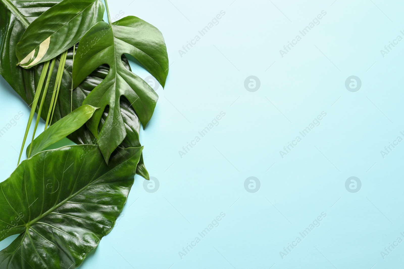 Photo of Different tropical leaves on color background, top view