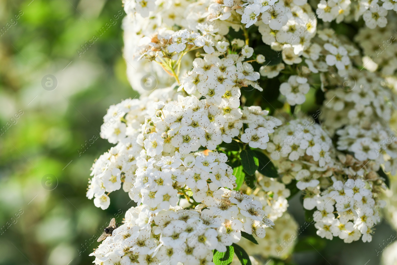 Photo of Beautiful spiraea shrub with white blossom on sunny day, closeup