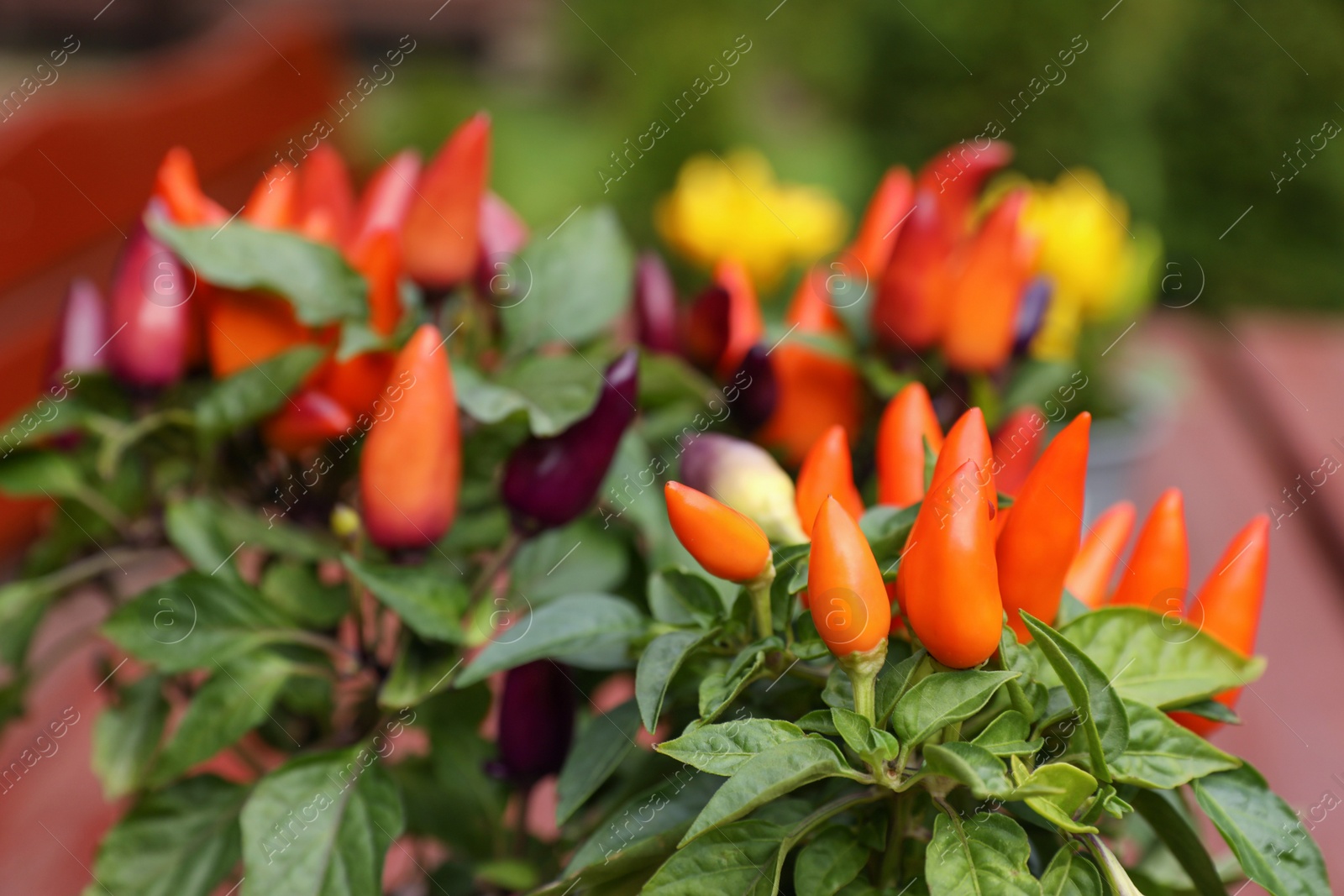 Photo of Capsicum Annuum plants. Potted rainbow multicolor chili peppers outdoors against blurred background, closeup