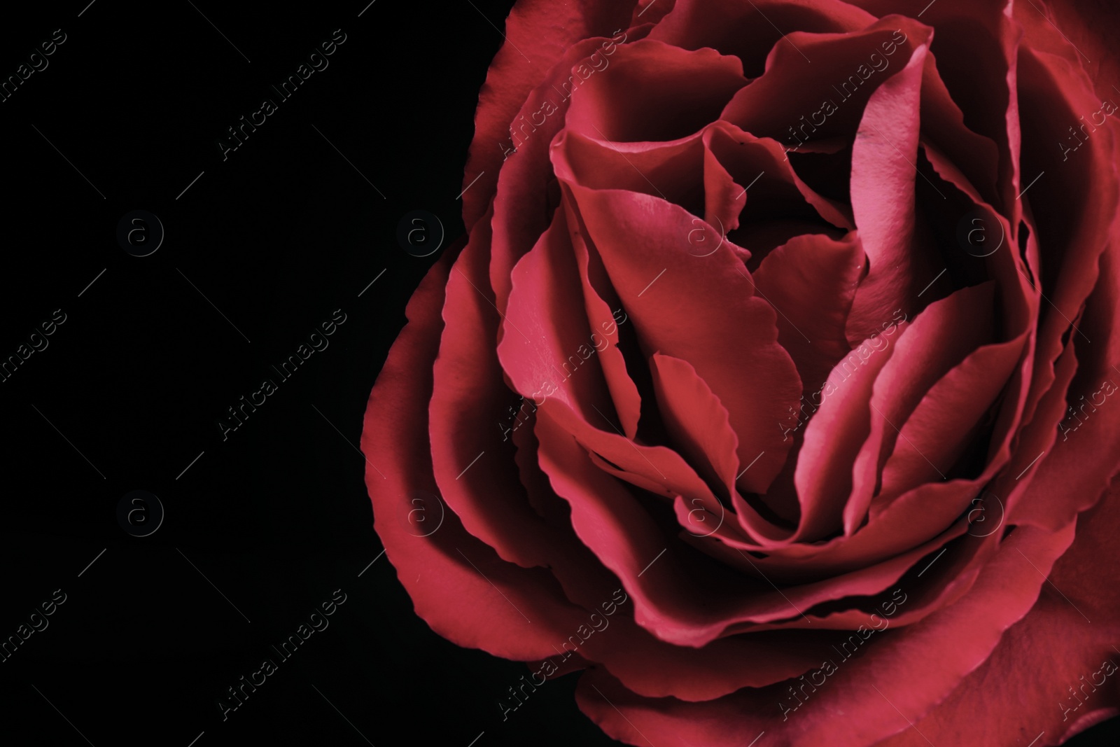 Photo of Beautiful rose on black background, closeup. Floral card design with dark vintage effect