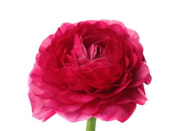 Beautiful ranunculus flower on white background