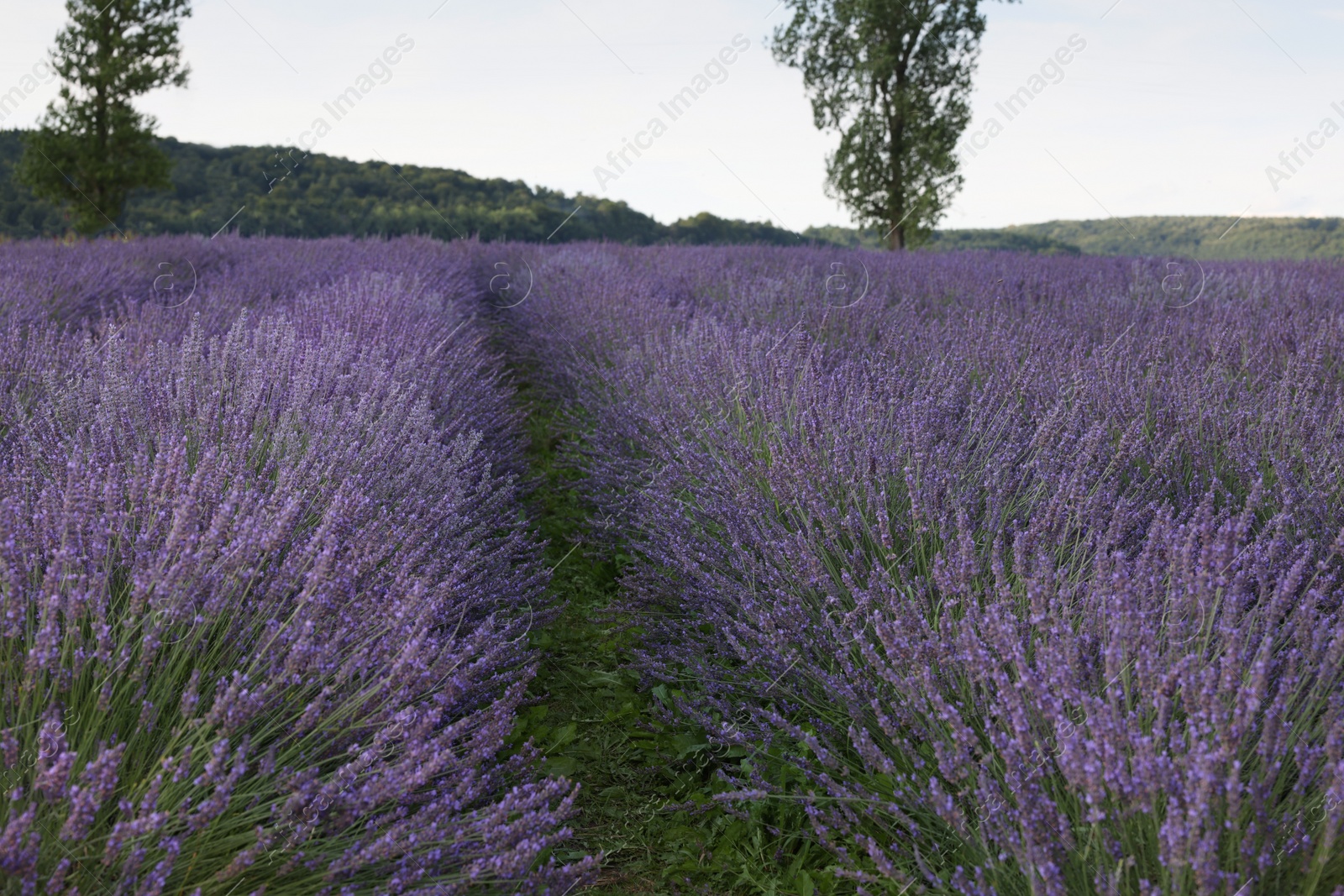 Photo of Blooming lavender growing in field under beautiful sky