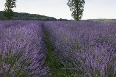 Photo of Blooming lavender growing in field under beautiful sky