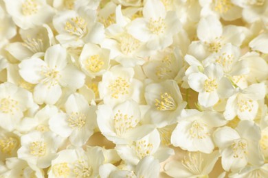 Many aromatic jasmine flowers as background, above view