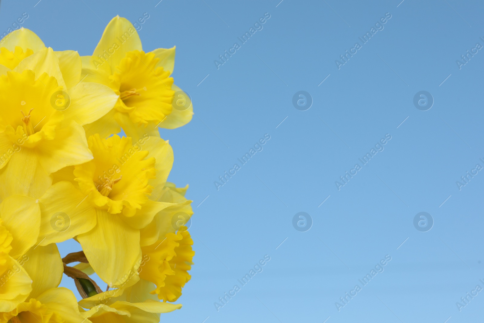 Photo of Beautiful daffodils on blue background, space for text. Fresh spring flowers