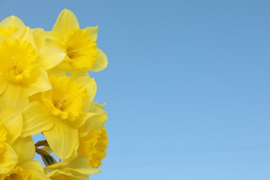 Beautiful daffodils on blue background, space for text. Fresh spring flowers