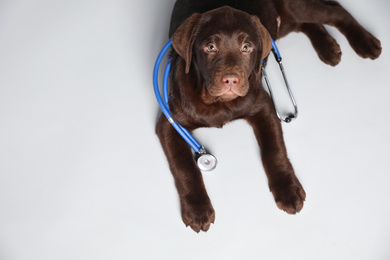 Photo of Cute Labrador dog with stethoscope as veterinarian on white background, above view