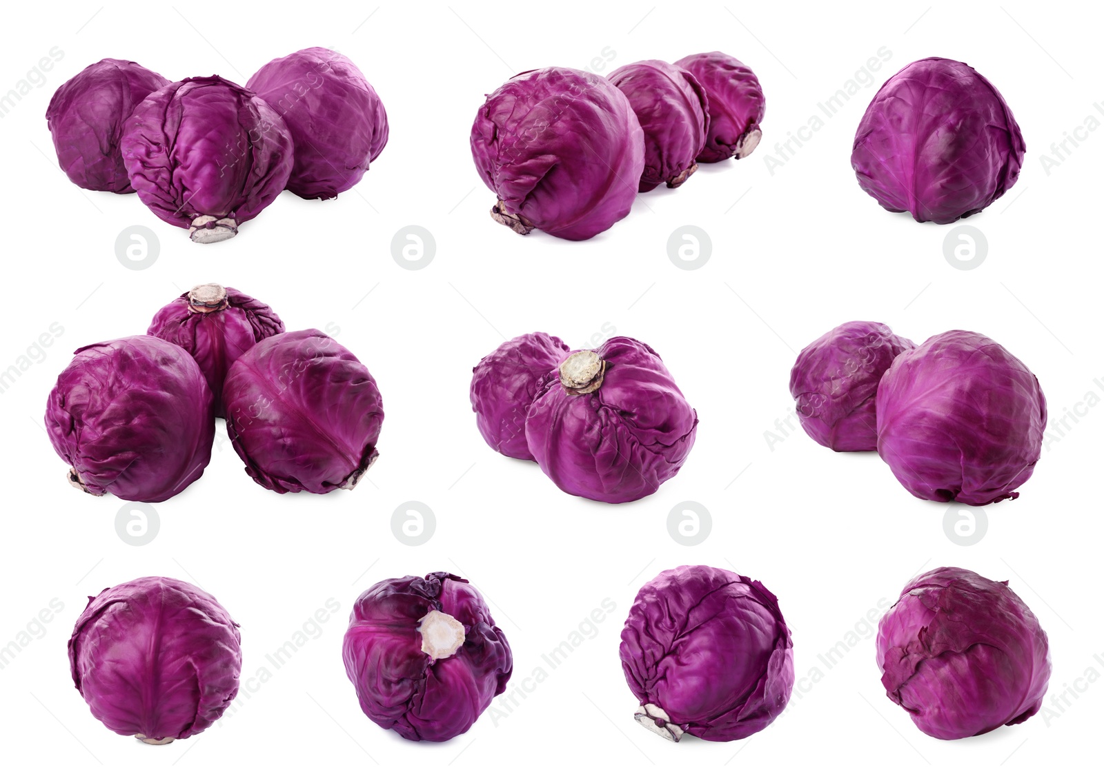 Image of Collage with fresh red cabbages on white background