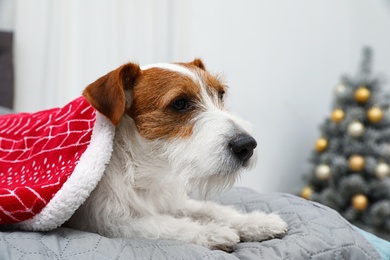 Photo of Cute Jack Russell Terrier dog under blanket on bed in room decorated for Christmas, space for text. Cozy winter