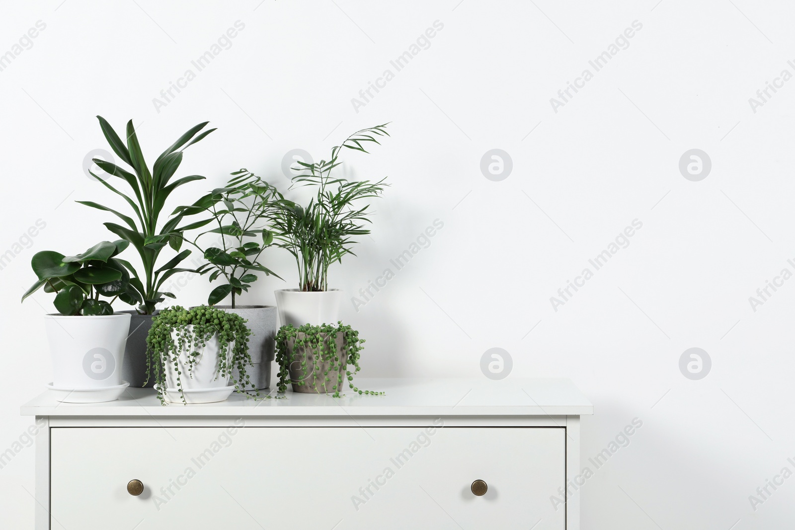 Photo of Beautiful green potted houseplants on white chest of drawers indoors, space for text
