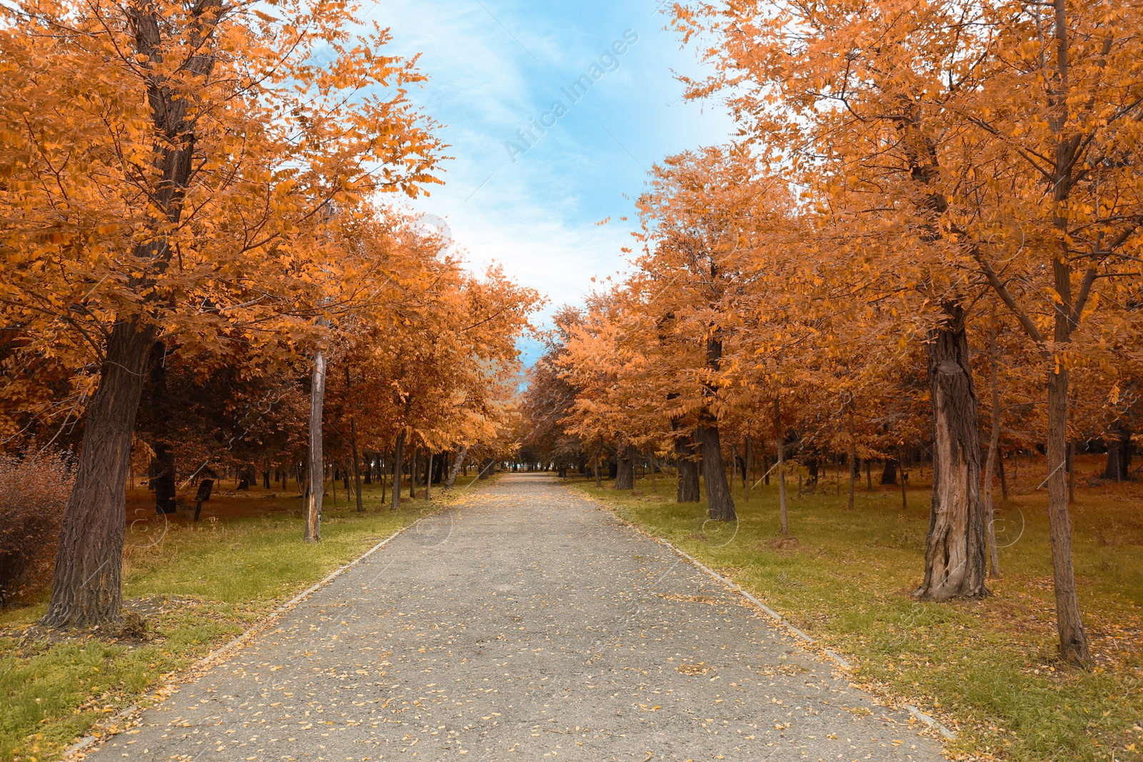 Photo of Picturesque view of park with beautiful trees. Autumn season