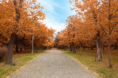 Photo of Picturesque viewpark with beautiful trees. Autumn season