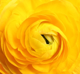 Beautiful fresh ranunculus flower on white background, closeup