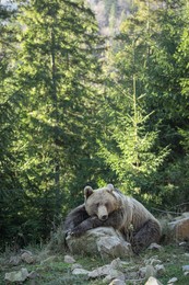 Adorable brown bear in forest. Wild animal