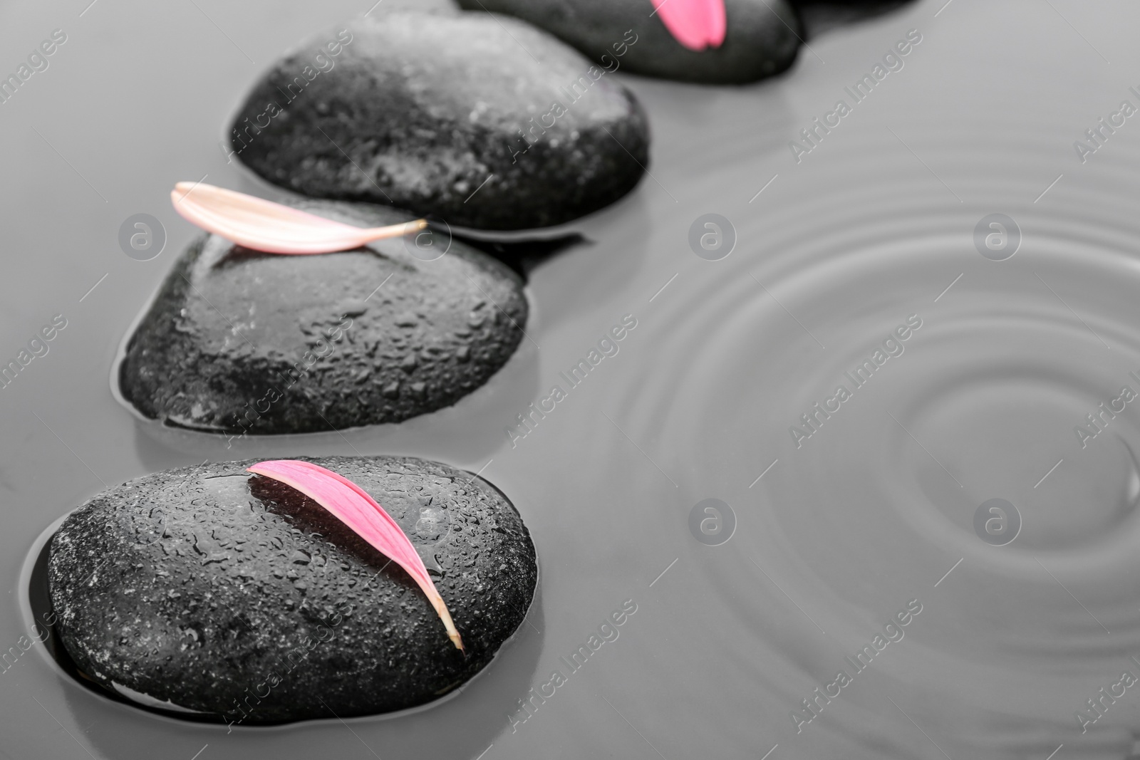 Photo of Stones and flower petals in water, closeup. Zen lifestyle