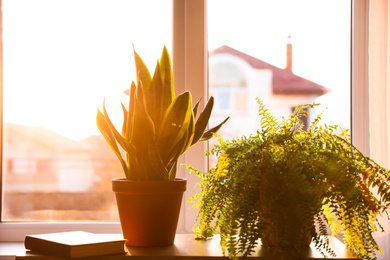 Potted plants and book on table at home