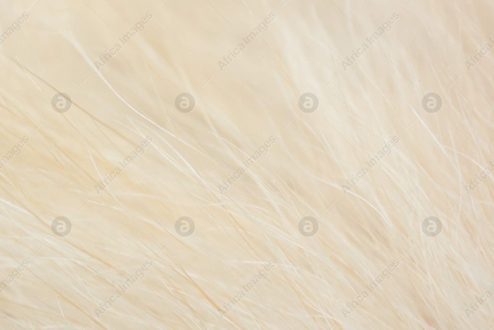 Photo of Texture of dog fur as background. Macro photography